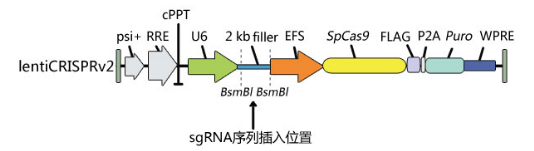 抗体是怎么进行敲除验证的